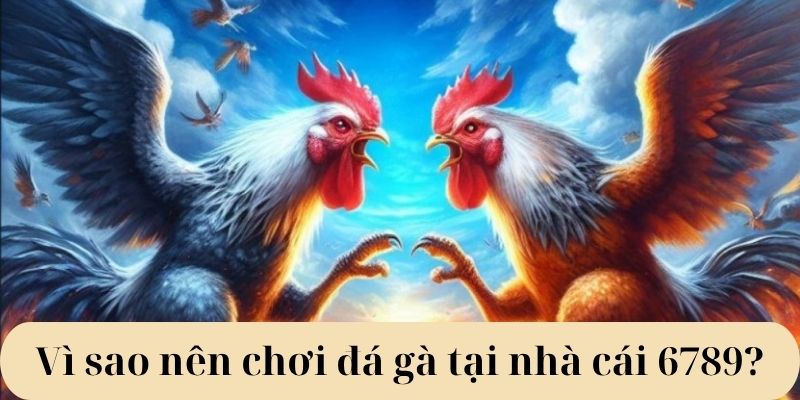 Vì sao nên chơi đá gà tại nhà cái 6789?