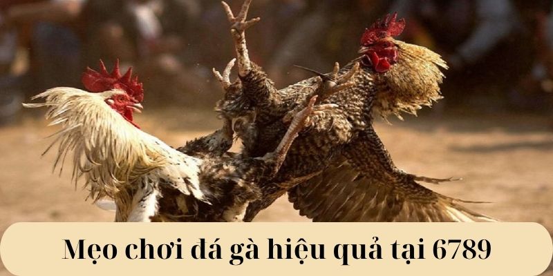 Mẹo chơi đá gà hiệu quả tại 6789