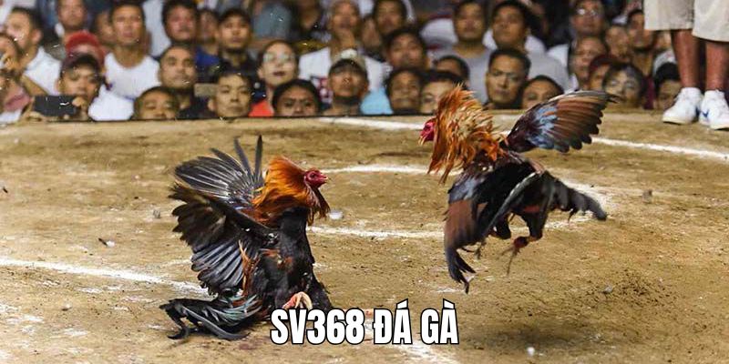 SV368 Đá Gà 32WIN Sân Chơi Cá Cược Cho Tín Đồ Gà Chiến
